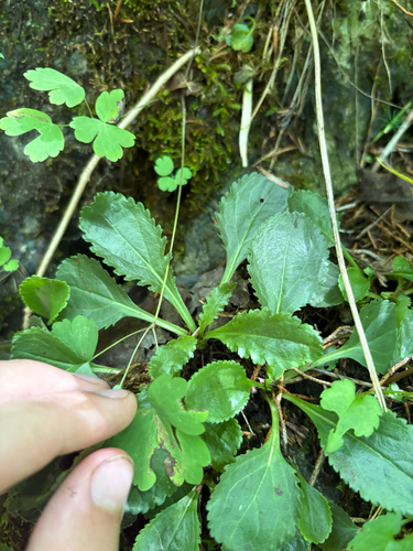 Packera obovata, photograph 6