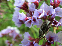 Hoplia