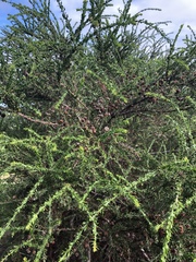 Acacia × tristis