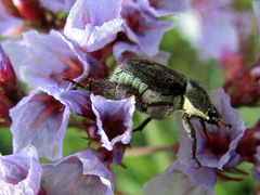Hoplia