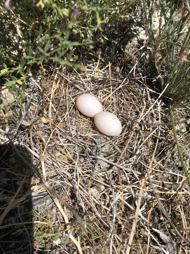 iNaturalist observation photo of Mourning Dove