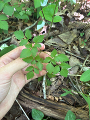 Thaspium barbinode