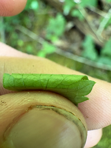 Thaspium barbinode, photograph 4