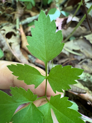 Thaspium barbinode, photograph author not stated, no rights reserved