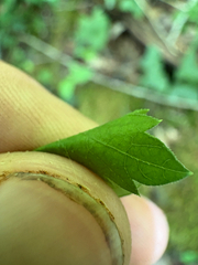 Thaspium barbinode, photograph author not stated, no rights reserved