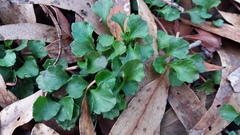 Viola sieberiana