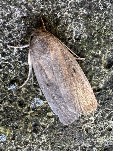 Porter's Rustic