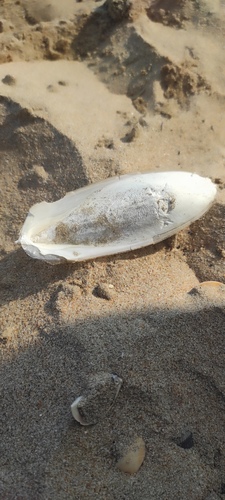 European Common Cuttlefish