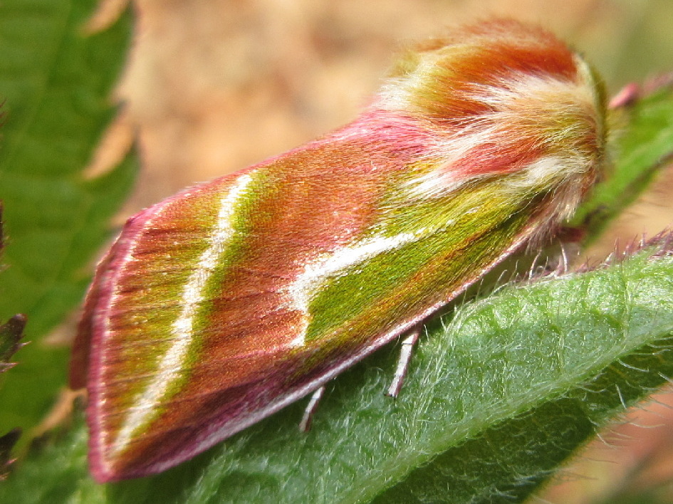 Pseudoips sylpha