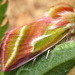 Pseudoips sylpha - Photo 由 onidiras-iNaturalist 所上傳的 (c) onidiras-iNaturalist，保留部份權利CC BY-NC
