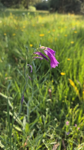Gladiolus palustris, photograph 3