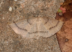 Metarranthis duaria