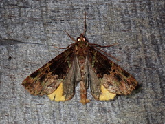 Image of Charca canopus