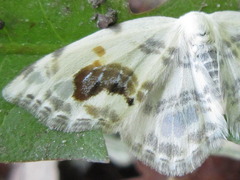 Auzata nigrata