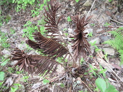 Pentarhizidium orientale
