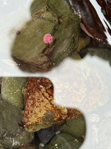 iNaturalist observation photo of Brooding Anemone