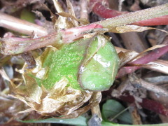 Pentarhizidium orientale