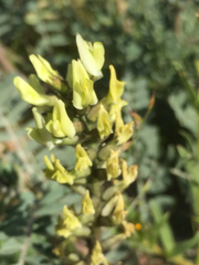 Astragalus lentiginosus nigricalycis