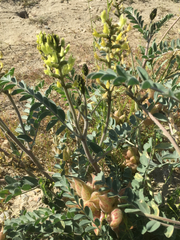 Astragalus lentiginosus nigricalycis