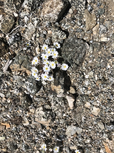 iNaturalist observation photo of Mojave desertstar