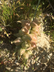 Astragalus lentiginosus nigricalycis