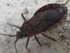 Hygia lativentris