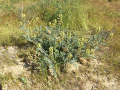 Astragalus lentiginosus nigricalycis