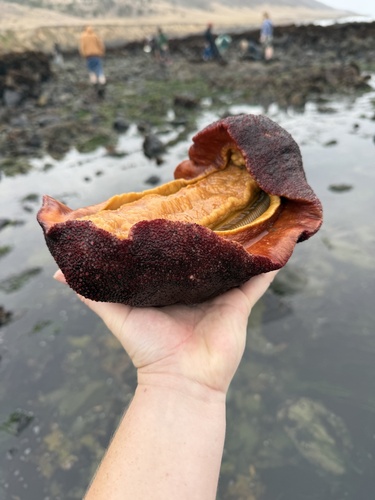 iNaturalist observation photo of Gumboot Chiton