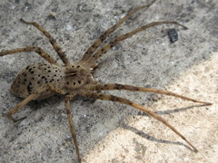 Pisaura ancora