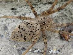 Pisaura ancora