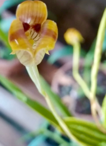 Maxillaria subrepens
