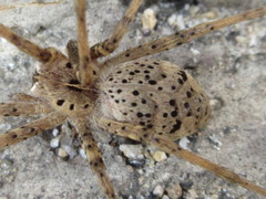 Pisaura ancora