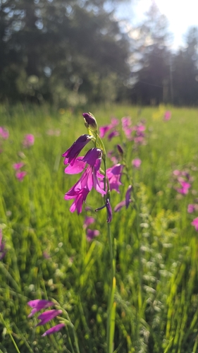 Gladiolus palustris, photograph 2