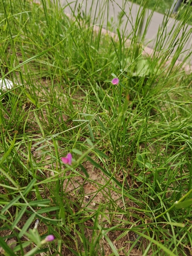 Наблюдение на iNaturalist