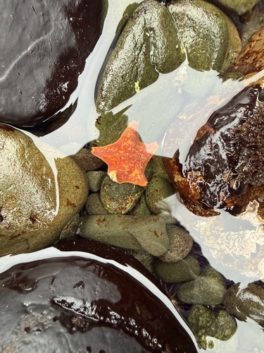 iNaturalist observation photo of Bat Star