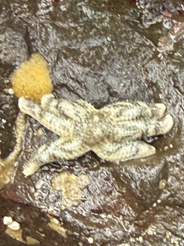 iNaturalist observation photo of Six-rayed Star