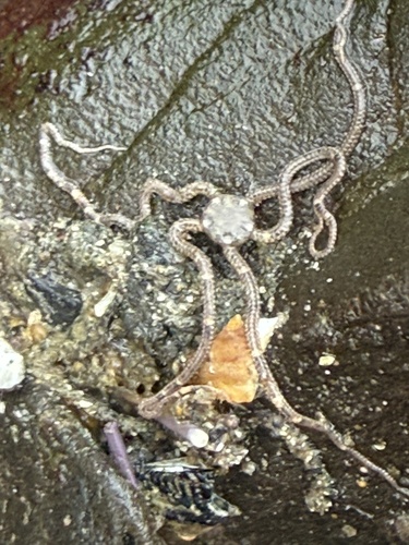 iNaturalist observation photo of Brittle Stars