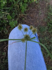 Cyperus echinatus
