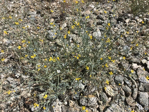 iNaturalist observation photo of Little Gold Poppy