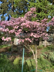 Cornus florida rubra