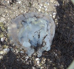Dactyliophorae