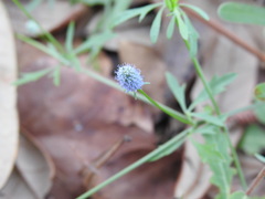 Eryngium baldwinii