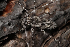 Acanthocinus angulosus