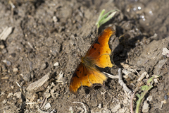 Polygonia haroldii