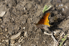 Polygonia haroldii