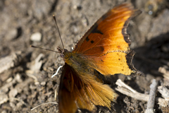 Polygonia haroldii