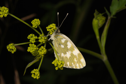 Eastern Bath White photo 5