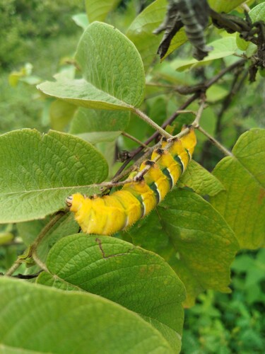 Rothschildia prionia