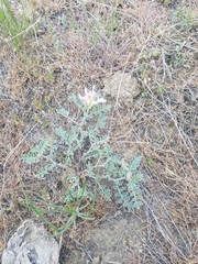 Astragalus succumbens