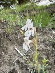 Penstemon albidus, photograph (c) Brandon Corder, some rights reserved (CC BY)
